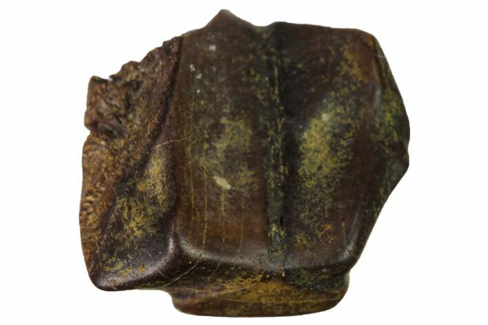 Fossil Hadrosaur (Edmontosaurus) Shed Tooth - South Dakota #143954